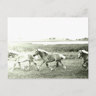 Clydesdales Briefkaart