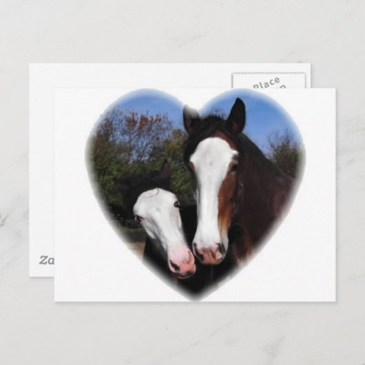 Clydesdales in het hart briefkaart (Voorkant / Achterkant)