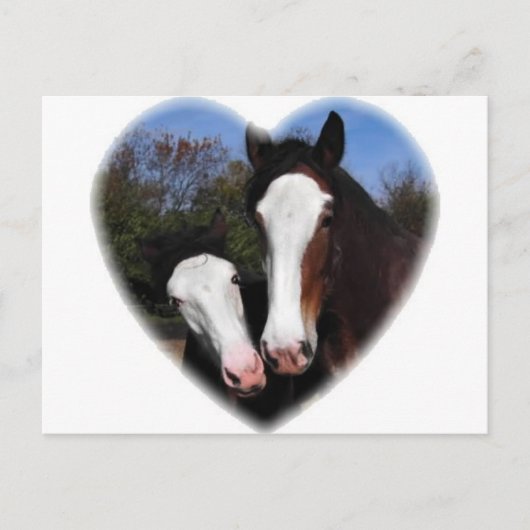 Clydesdales in het hart briefkaart (Voorkant)