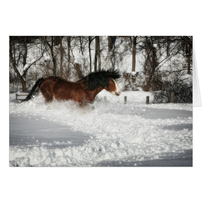 Clydesdale's Snowy Run (Voorkant Horizontaal)