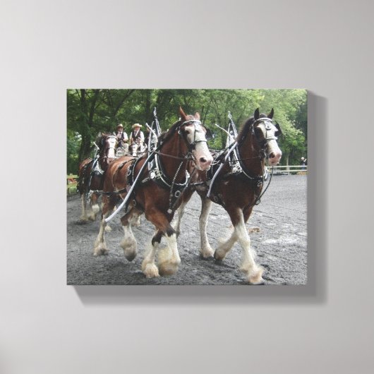 Clydesdales trekkracht canvas afdruk (Voorkant)