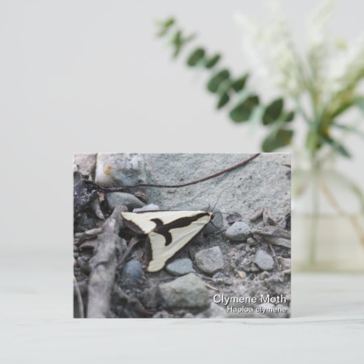 Clymene Moth Briefkaart (Staand voorkant)