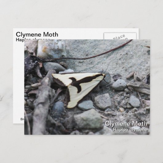 Clymene Moth Briefkaart (Voorkant / Achterkant)