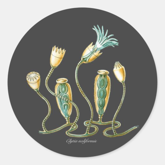 Clytia noliformis ronde sticker (Voorkant)