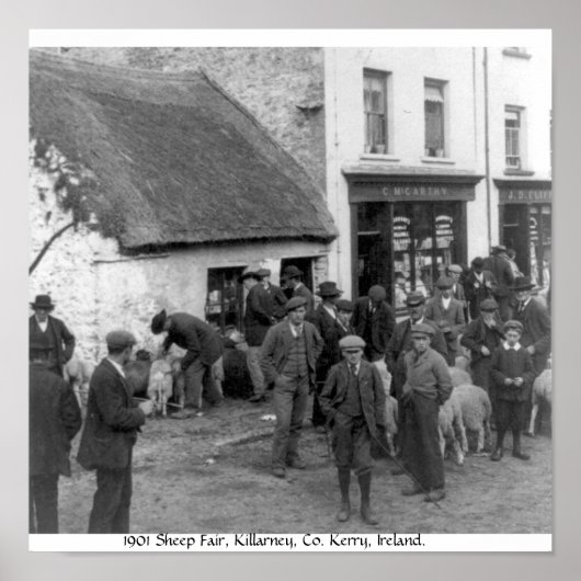 Co. Kerry Ireland, Killarney Sheep Fair Poster (Voorkant)