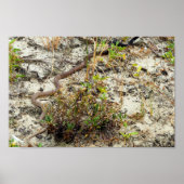 Coachwhip Snake Poster (Voorkant)