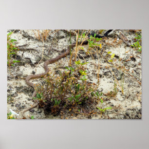 Coachwhip Snake Poster