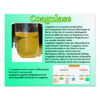 coagulase foto afdruk