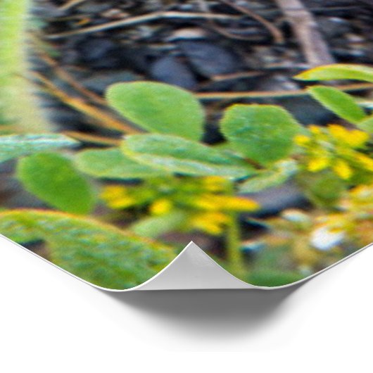 Coast Dudleya op Point Reyes National Seashore Poster (Hoek)