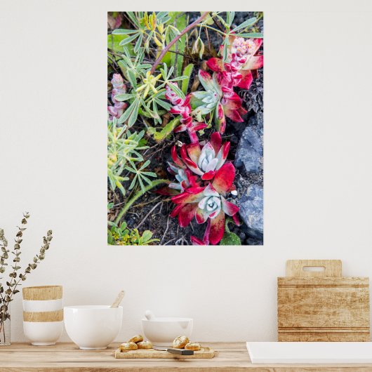 Coast Dudleya op Point Reyes National Seashore Poster (Keuken)