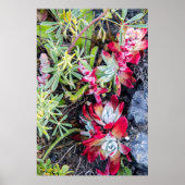 Coast Dudleya op Point Reyes National Seashore Poster (Voorkant)