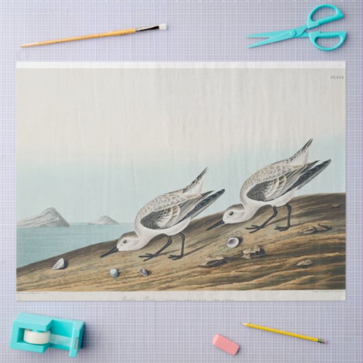 coastal audobon sanderling gulls tissue paper tissuepapier (Craft)