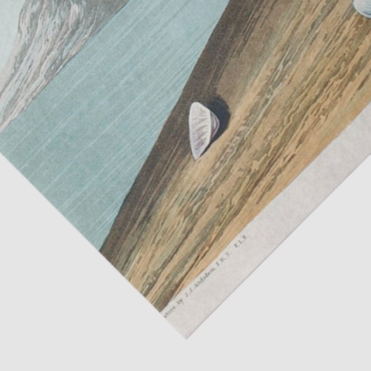 coastal audobon sanderling gulls tissue paper tissuepapier (Detail)