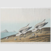 coastal audobon sanderling gulls tissue paper tissuepapier (Voorkant)