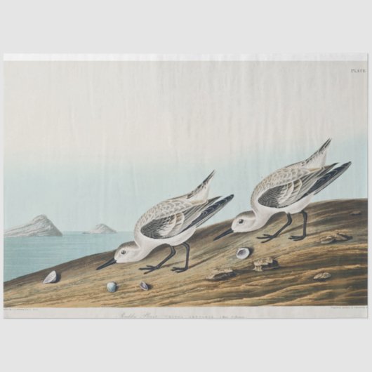 coastal audobon sanderling gulls tissue paper tissuepapier (Voorkant)