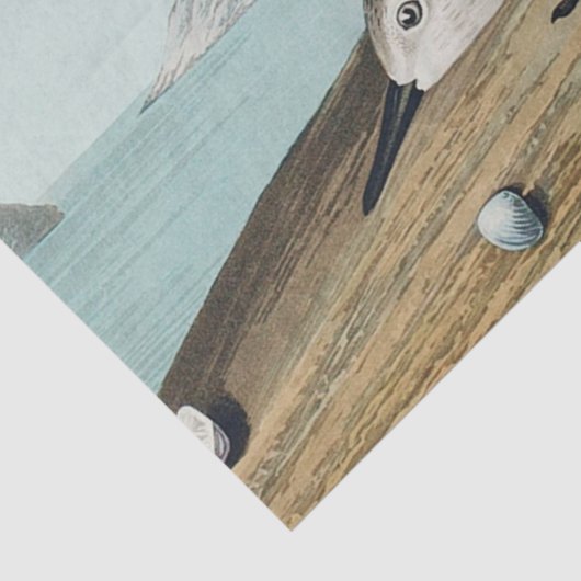 coastal audobon sanderling gulls tissue paper tissuepapier (Detail)