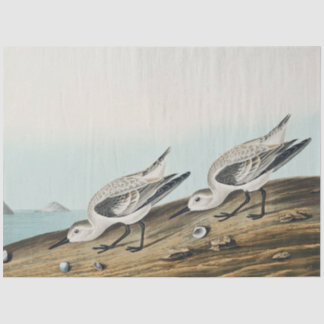 coastal audobon sanderling gulls tissue paper tissuepapier