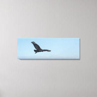 Coastal Black Vulture in Flight Over Ocean Rocks Canvas Afdruk