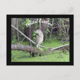 Coastal Carolina Bittern Post Kaart Postcrossing