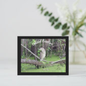 Coastal Carolina Bittern Post Kaart Postcrossing (Staand voorkant)