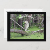 Coastal Carolina Bittern Post Kaart Postcrossing (Voorkant / Achterkant)