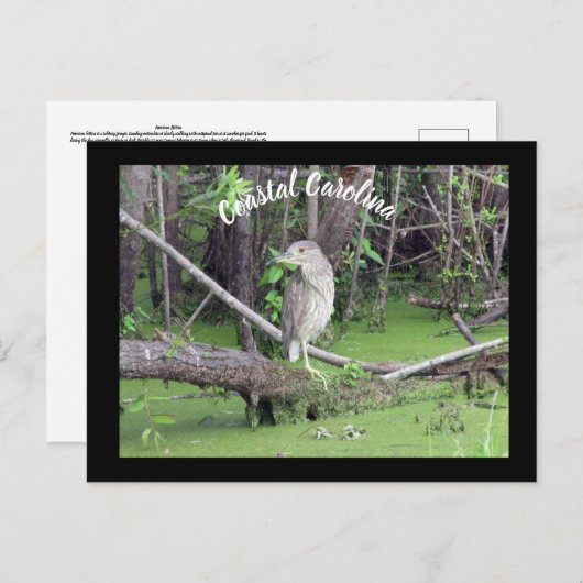 Coastal Carolina Bittern Post Kaart Postcrossing (Voorkant / Achterkant)