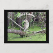 Coastal Carolina Bittern Post Kaart Postcrossing (Voorkant)