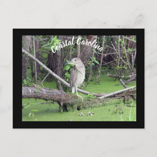 Coastal Carolina Bittern Post Kaart Postcrossing (Voorkant)