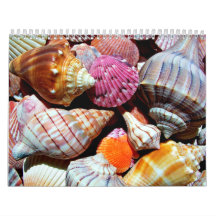 Coastal Ocean Zee Shell-patroon