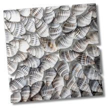Coastal Ocean Zee Shell-patroon