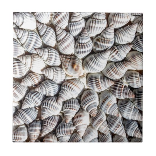 Coastal Ocean Zee Shell-patroon Tegeltje (Voorkant)