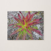 Coastal Paintbrush Puzzel (Horizontaal)