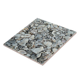Coastal Shells Shore Tile Tegeltje