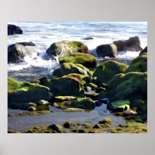 Coastal Tidepools Poster