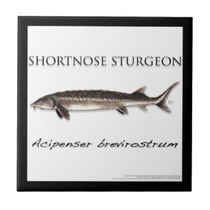 COASTER - STEURGENVIS KORTE SNUIT - acigifts@yahoo Tegeltje