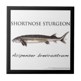 COASTER - STURGEON FISH SHORTNOSE - acigifts@yahoo Tegeltje