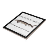 COASTER - STURGEON FISH SHORTNOSE - acigifts@yahoo Tegeltje (Zijkant)