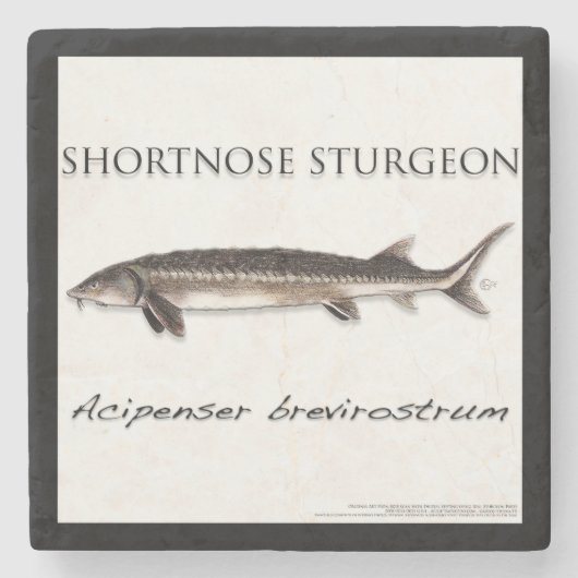 COASTER - STURGEON SHORTNOSE - acigifts@yahoo.com Stenen Onderzetter (Voorkant)