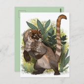 Coatamundi of White Nosed Coati Briefkaart (Voorkant / Achterkant)