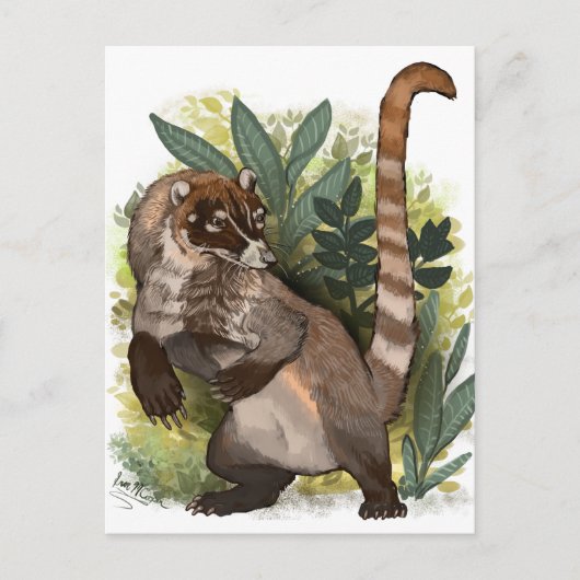 Coatamundi of White Nosed Coati Briefkaart (Voorkant)