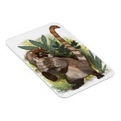 Coatamundi of White Nosed Coati Magneet (Rechterzijde)