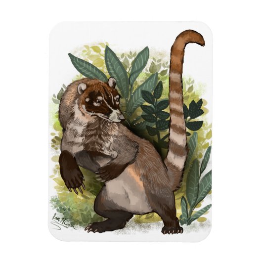 Coatamundi of White Nosed Coati Magneet (Verticaal)