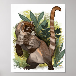 Coatamundi of White Nosed Coati Poster