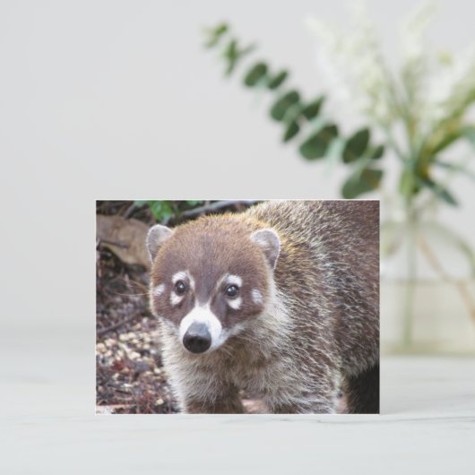 Coati Briefkaart (Staand voorkant)
