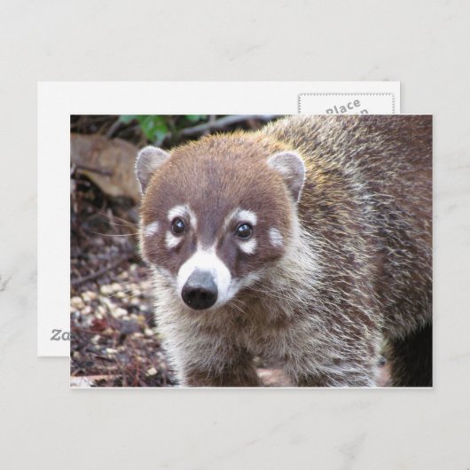 Coati Briefkaart (Voorkant / Achterkant)