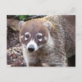 Coati Briefkaart