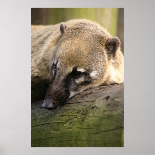 Coati Closeup Poster (Voorkant)