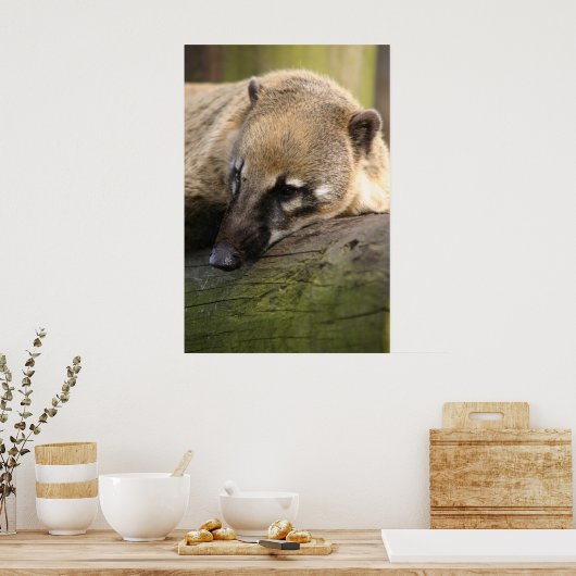 Coati Closeup Poster (Keuken)