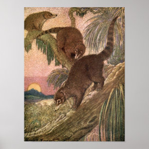 Coatimundi door Louis Sargent,  wilde dieren Poster
