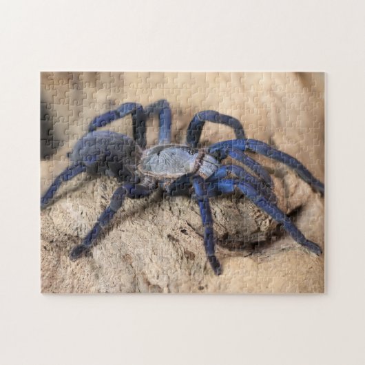 Cobalt Blue Tarantula Spider Legpuzzel (Horizontaal)